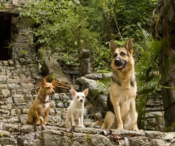 Scène du film Beverly Hills Chihuahua