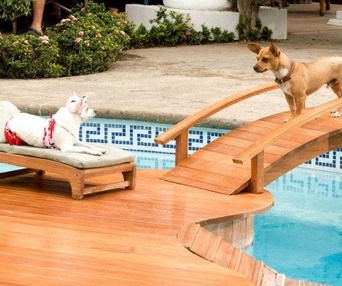 Scène du film Beverly Hills Chihuahua