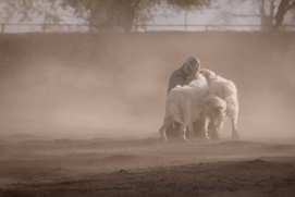 Une scène du film The Biggest Little Farm