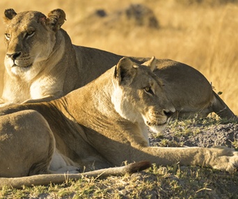 Image du film Les aventuriers voyageurs - Botswana-Namibie : de la brousse au désert