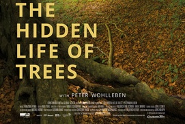 Affiche du film The Hidden Life of Trees