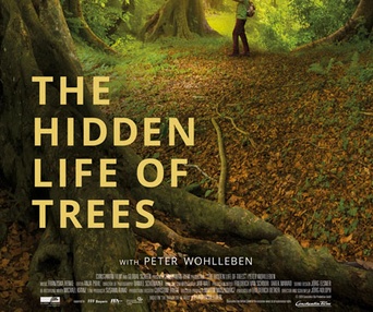 Affiche du film The Hidden Life of Trees