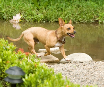Scène du film Beverly Hills Chihuahua