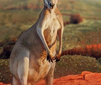 Affiche du film Australia: The Wild Continent
