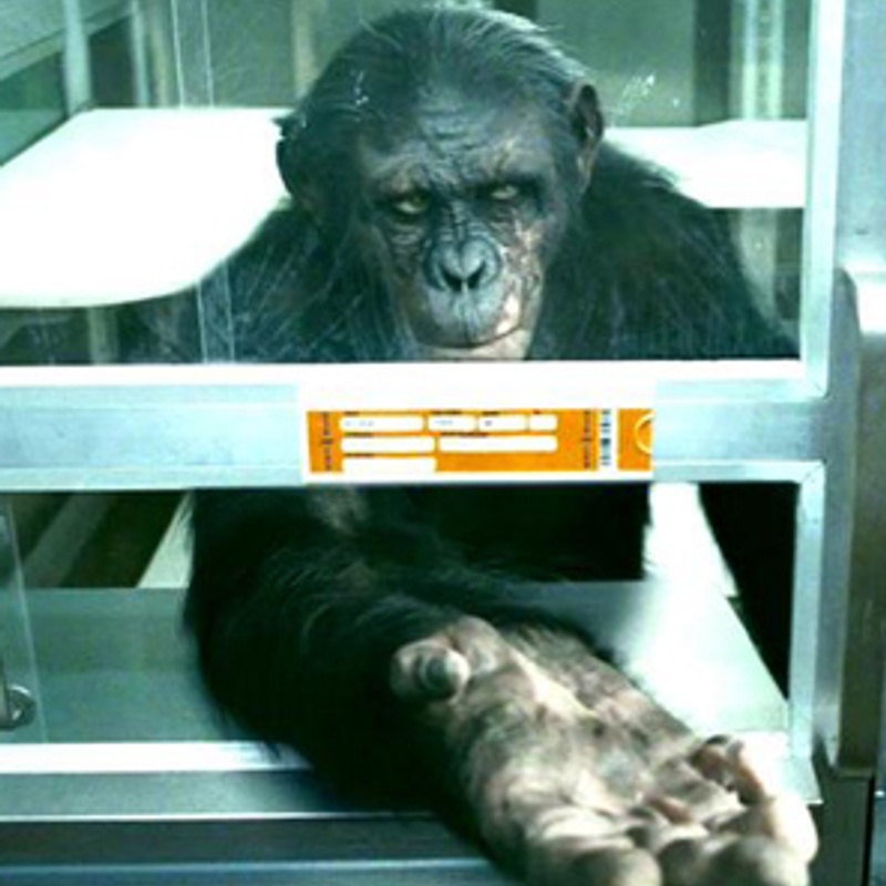 Image du film Rise of the Planet of the Apes