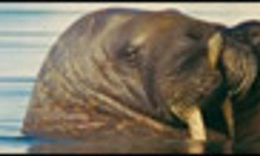 Bande-annonce officielle du documentaire Oceans