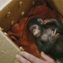 Une scène du film Rise of the Planet of the Apes