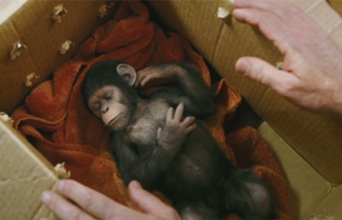 Une scène du film Rise of the Planet of the Apes