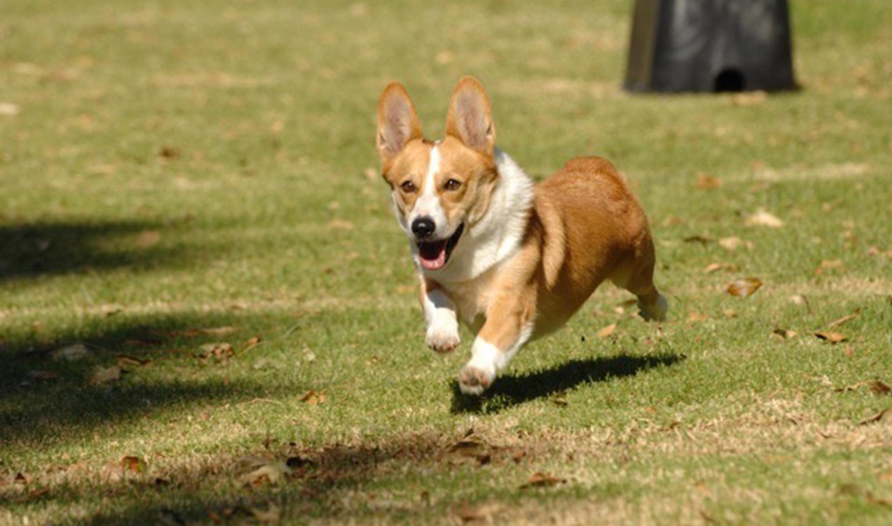 Image de l'article Cheddar, le chien de Brooklyn Nine-Nine, n'est plus