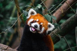 Image du film Wild Asia Image du film Wild Asia