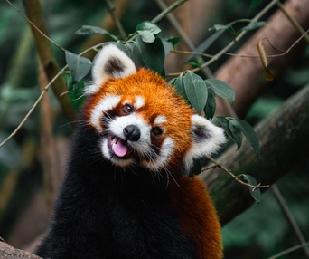 Image du film Wild Asia