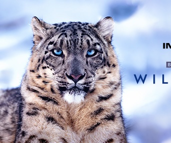 Image du film Wild Asia