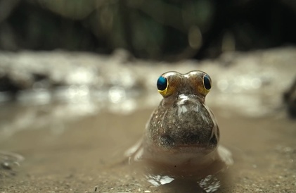 Bande-annonce en anglais